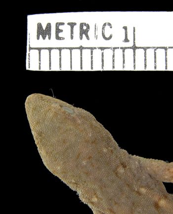 Media type: image; Herpetology R-39727